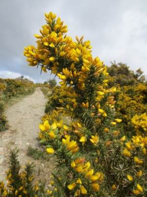 Wandern auf dem Kerry Way